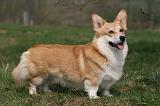 CORGI PEMBROKE 1169